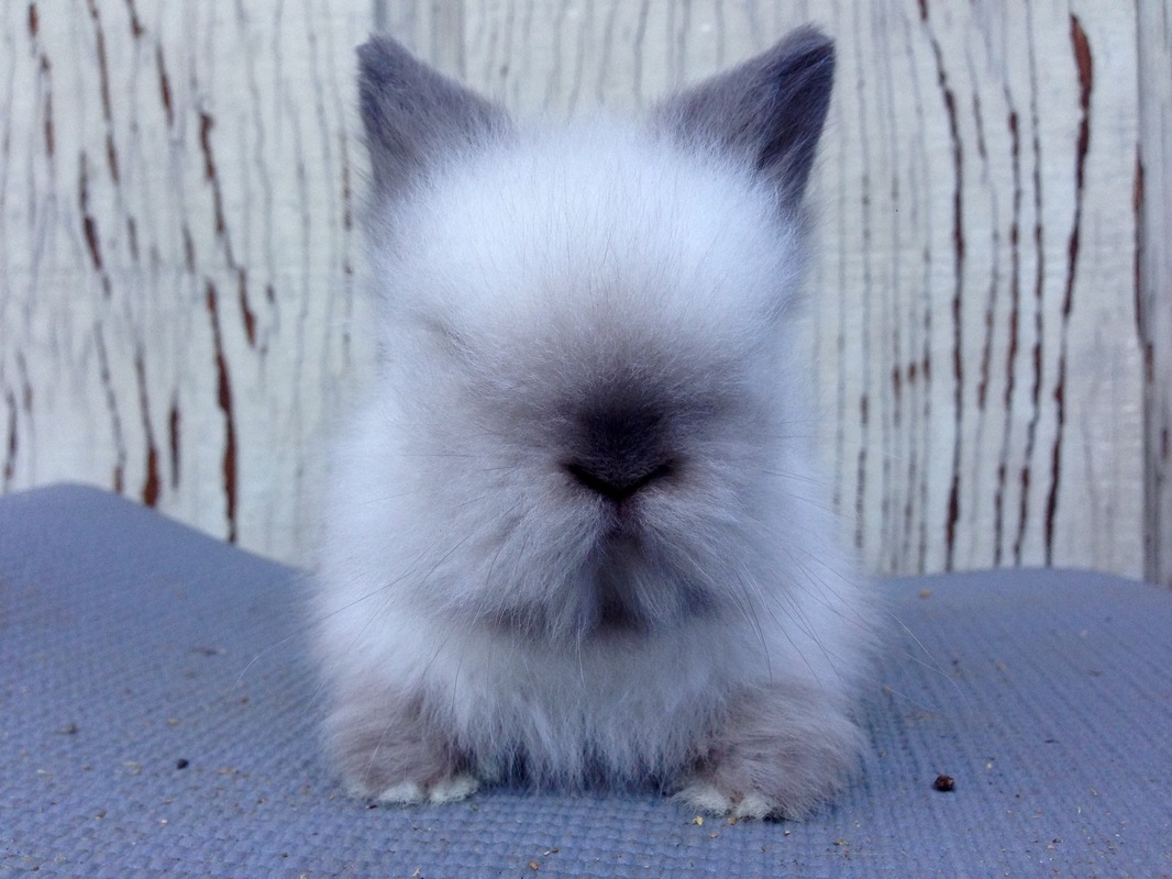 dwarf bunny price