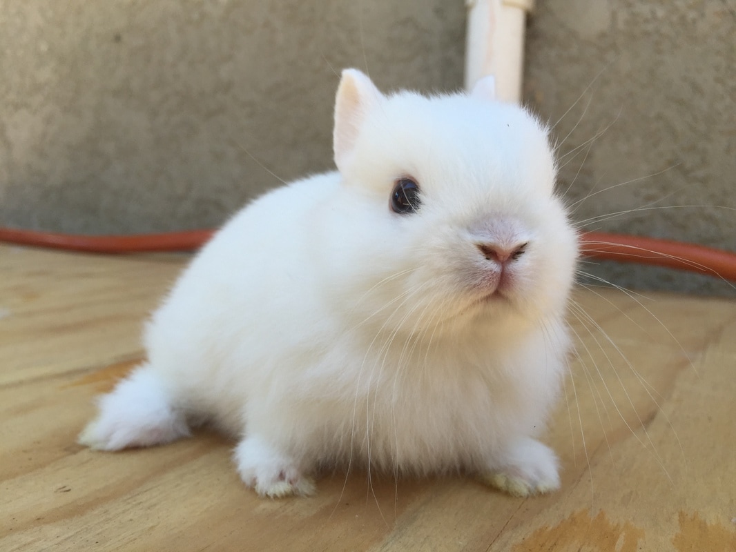 dwarf bunny price